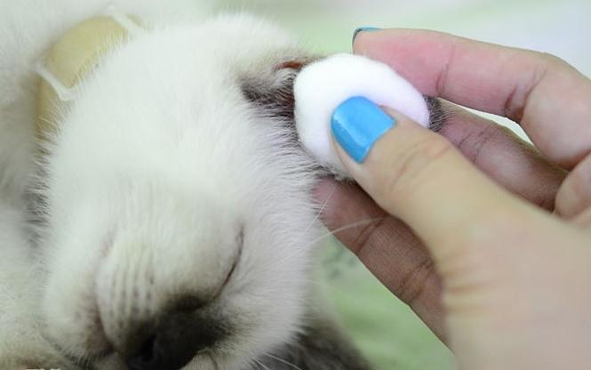 как чистить уши котенку
