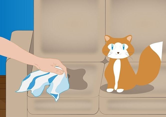 как удалить запах кошачьей мочи