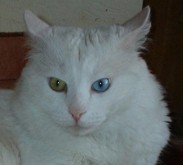 turkish angora cat