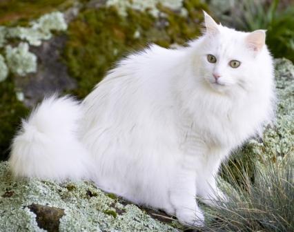 turkish angora cat photo