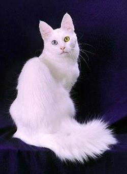 Turkish Angora cat