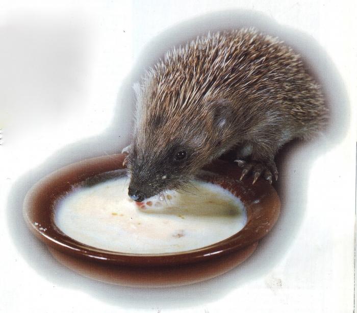 how to feed a hedgehog at home