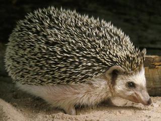 how to feed a hedgehog at home