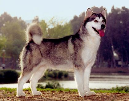 dog breed alaskan malamute