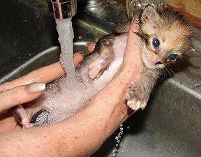 how to bathe a kitten 1 month