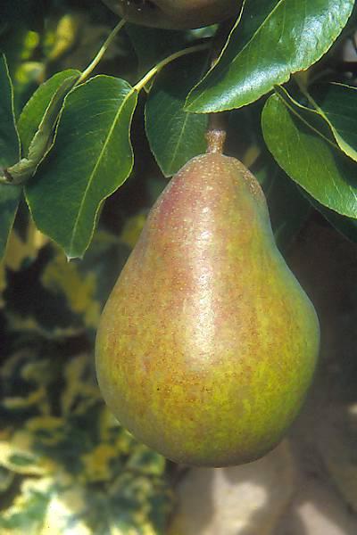 can pears be nursing mom