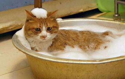 how often can cats be washed