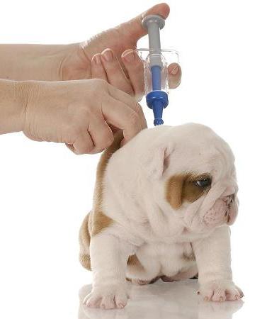 когда делать первую прививку щенку