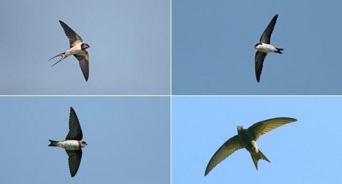 similarity of swallows and swifts