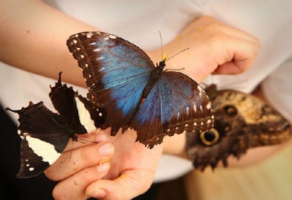 live tropical butterflies