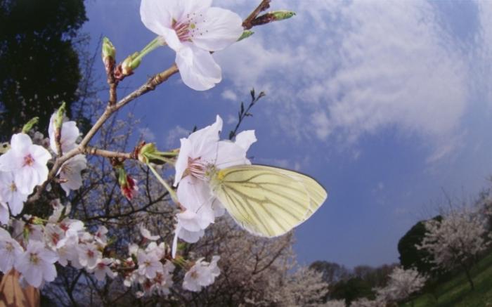 white butterflies