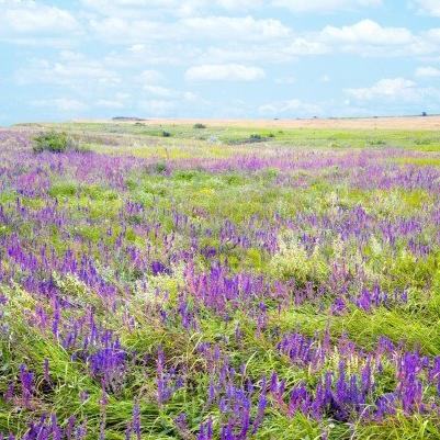 nature of the steppes