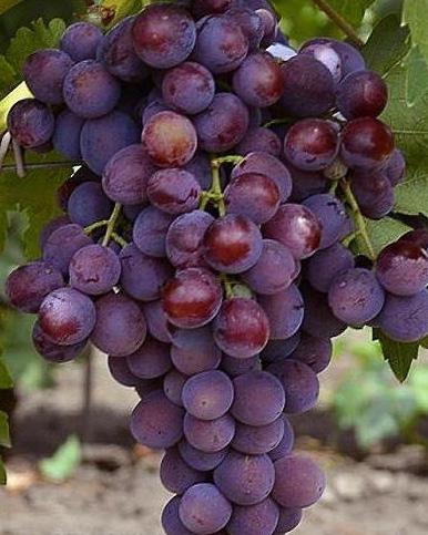 заря несветая виноград описание