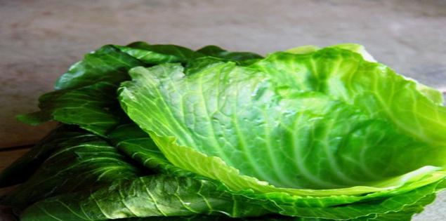 cabbage leaf healing properties