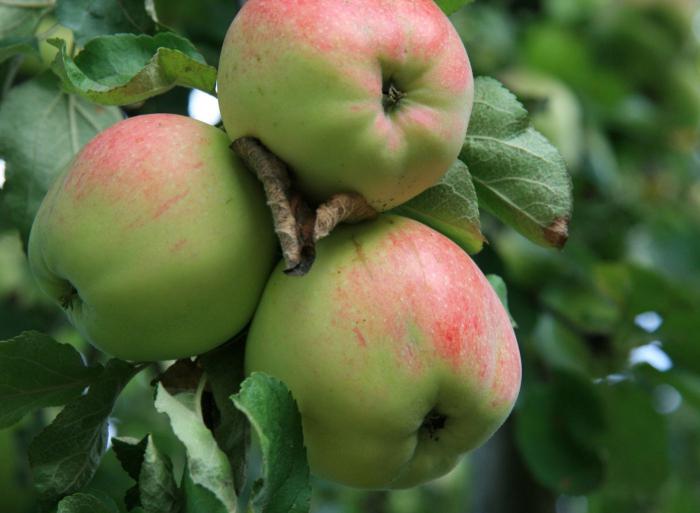 Oryol striped apple tree