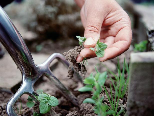 DIY garden