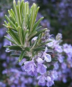 rosemary beneficial properties