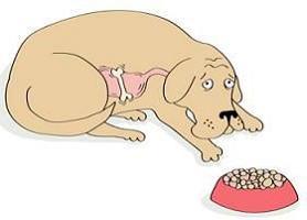 dog constipation symptoms