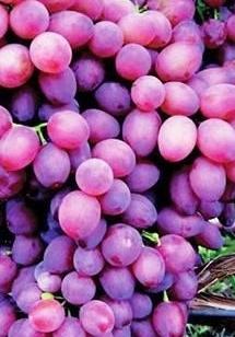 Grapes Muromets