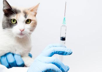 вакцинация кошек нобивак