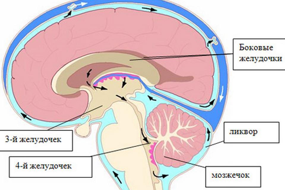 Анатомия желудочкого комплекса