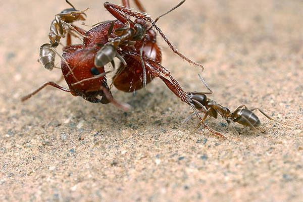 чем питаются муравьи