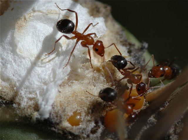 муравьи тайная сила природы