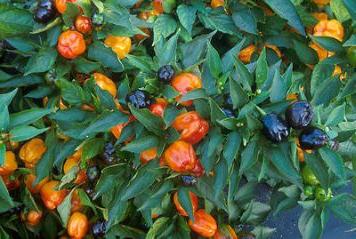 growing bell pepper