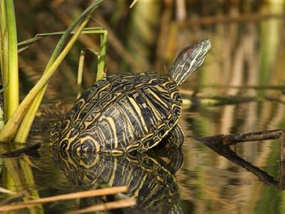 how many domestic turtles live