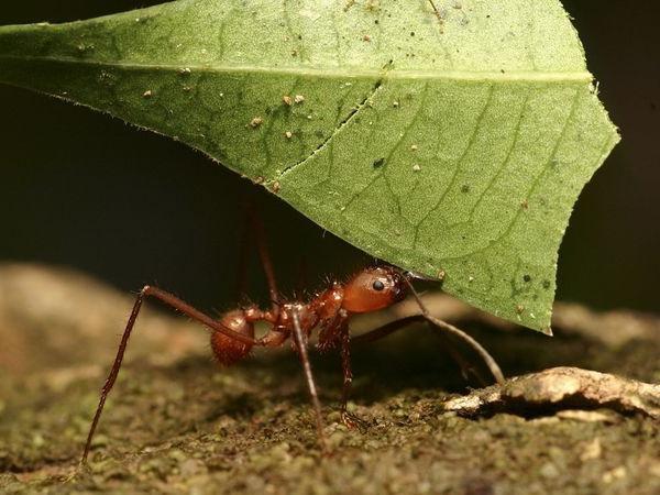 сколько весит муравей