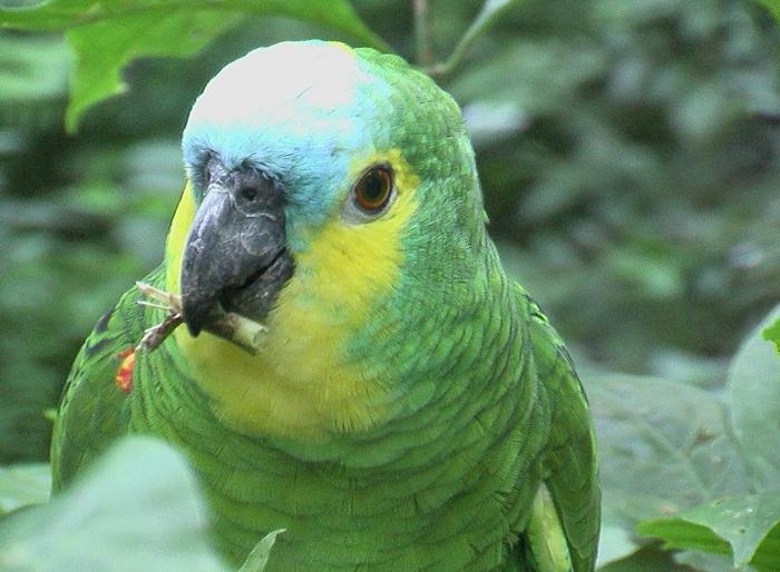 blue-faced amazon