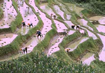 how rice grows