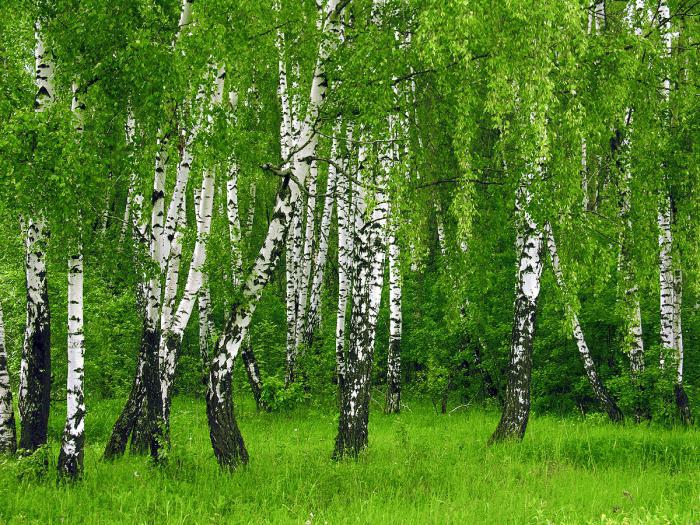 сколько лет живут деревья береза