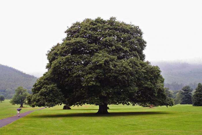 сколько лет живет дерево дуб