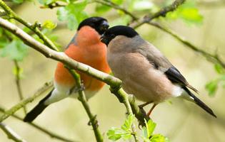 bullfinches photo