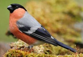 bullfinches birds