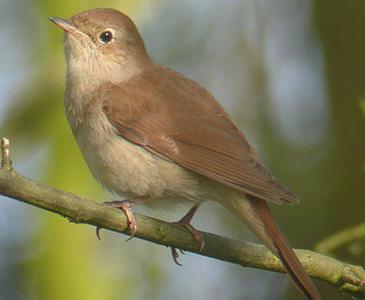 photo nightingale