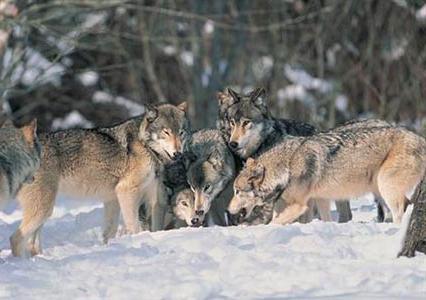 the largest wolf in the world