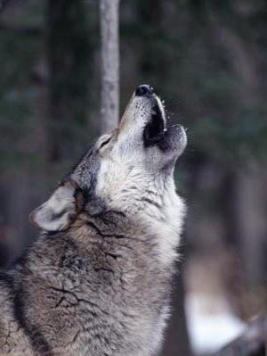 the largest wolf in the world photo