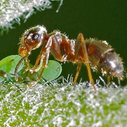как избавиться от муравьев в теплице
