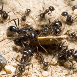 как избавиться от муравьев в огороде
