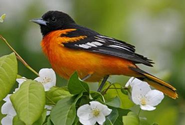 Oriole bird photo