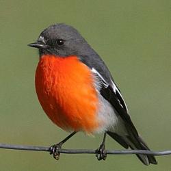 robin bird