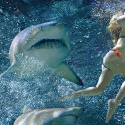 сонник акула в воде