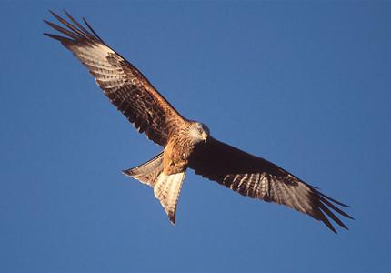 black kite