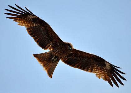 kite bird photo