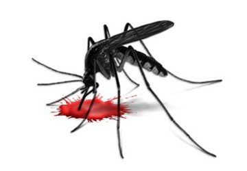 сколько живут комары после укуса