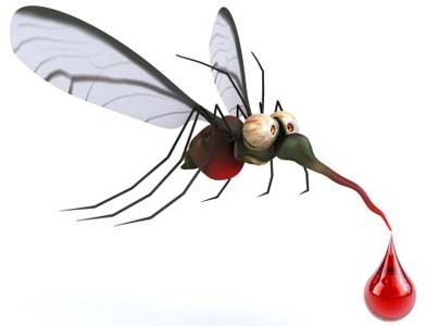 жизнь комара