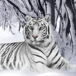 к чему снится белый тигр