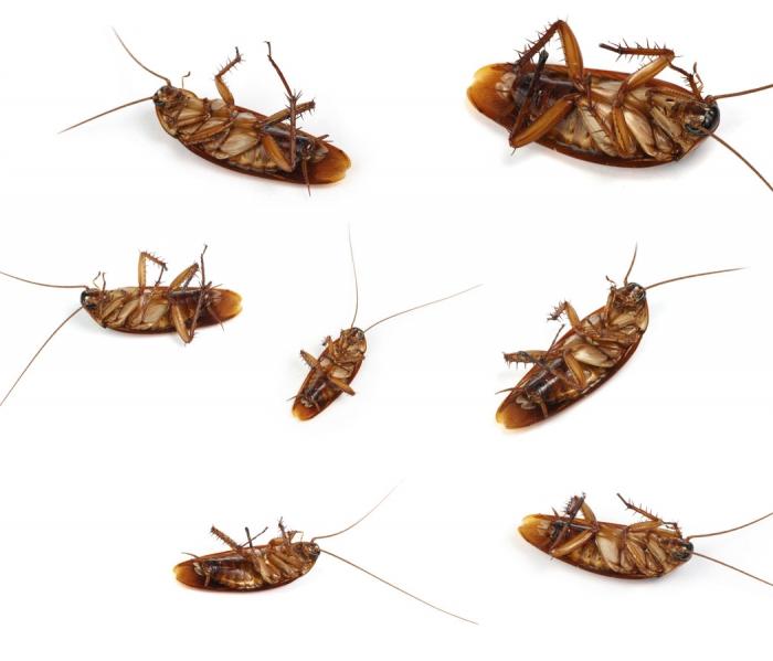 как избавиться от тараканов дома